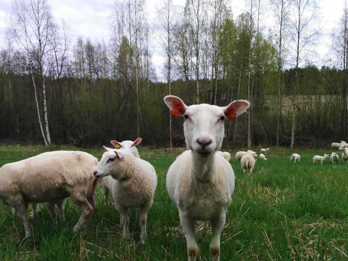 Vila Suvituuli | Paajoen Vuokramoekit Himos Exteriér fotografie